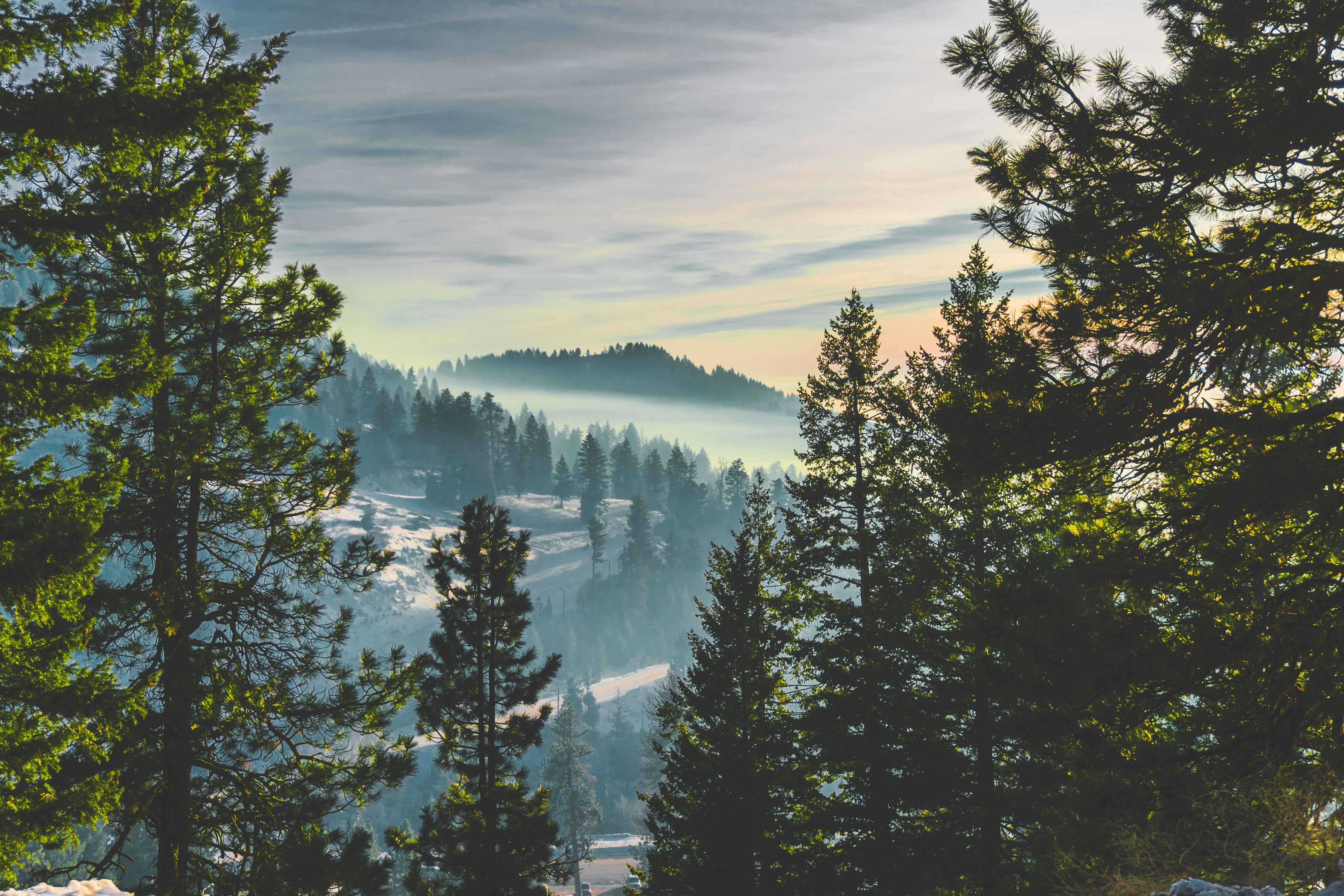 Fulcher Signs Letter Urging Support for Timber Production in PNW